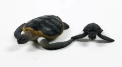 Ania AS-20 Green Sea Turtle